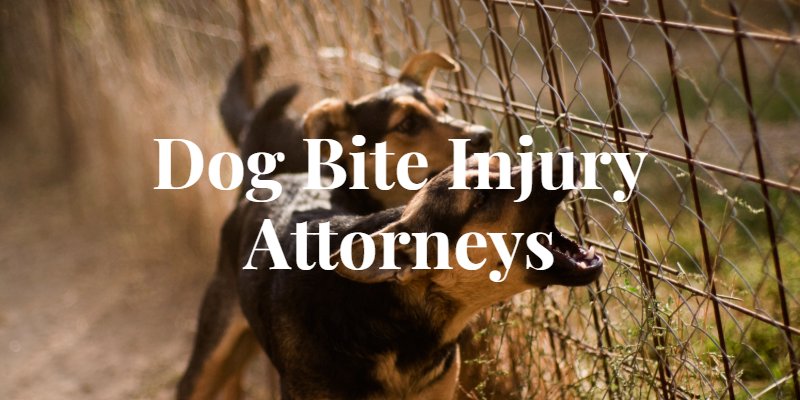 Finding the Right Dog Bite Injury Lawyer in Chicago